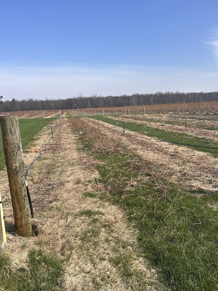 IMG_6823Raspberries_Cheyenne Sloan.jpg